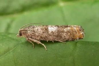 Epinotia rubiginosana - photo 2