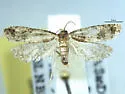 Epinotia sagittana - Hodges#3322