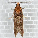 Epinotia sagittana - Hodges#3322 - photo 2