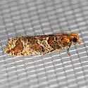Epinotia sagittana - Hodges#3322 - photo 3