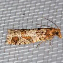 Epinotia sagittana - Hodges#3322 - photo 4