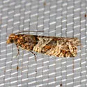 Epinotia sagittana - Hodges#3322 - photo 5
