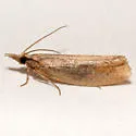 Epinotia seorsa - Hodges#3349 - photo 4