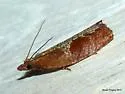Epinotia septemberana - Hodges#3347 - photo 4