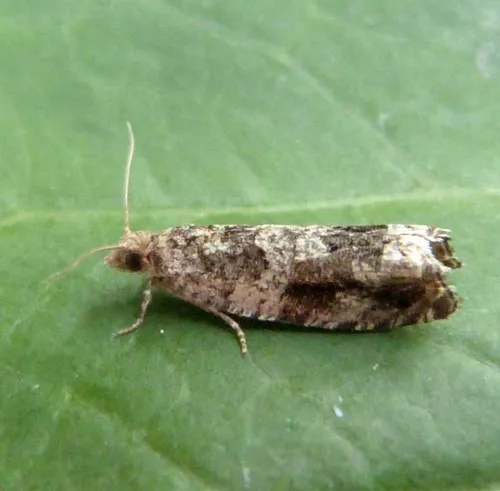 Epinotia signatana - photo 2