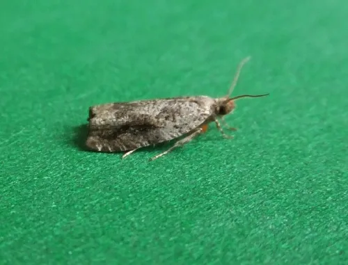 Epinotia signatana - photo 3