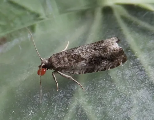 Epinotia signatana - photo 4