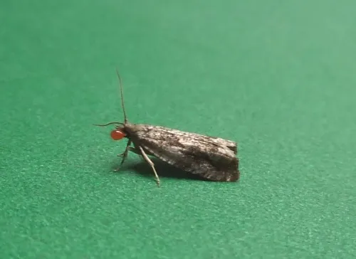 Epinotia signatana - photo 5