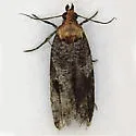 Epinotia signiferana - Hodges#3350.1