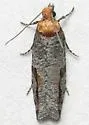 Epinotia signiferana - Hodges#3350.1 - photo 2