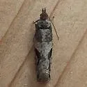 Epinotia signiferana - Hodges#3350.1 - photo 4