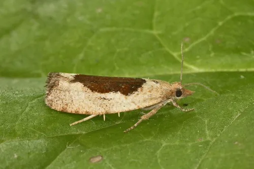 Epinotia solandriana - photo 2
