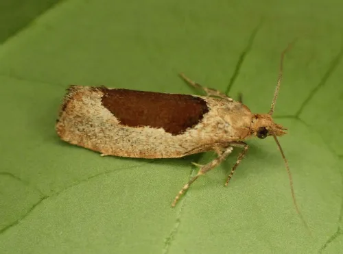 Epinotia solandriana - photo 3