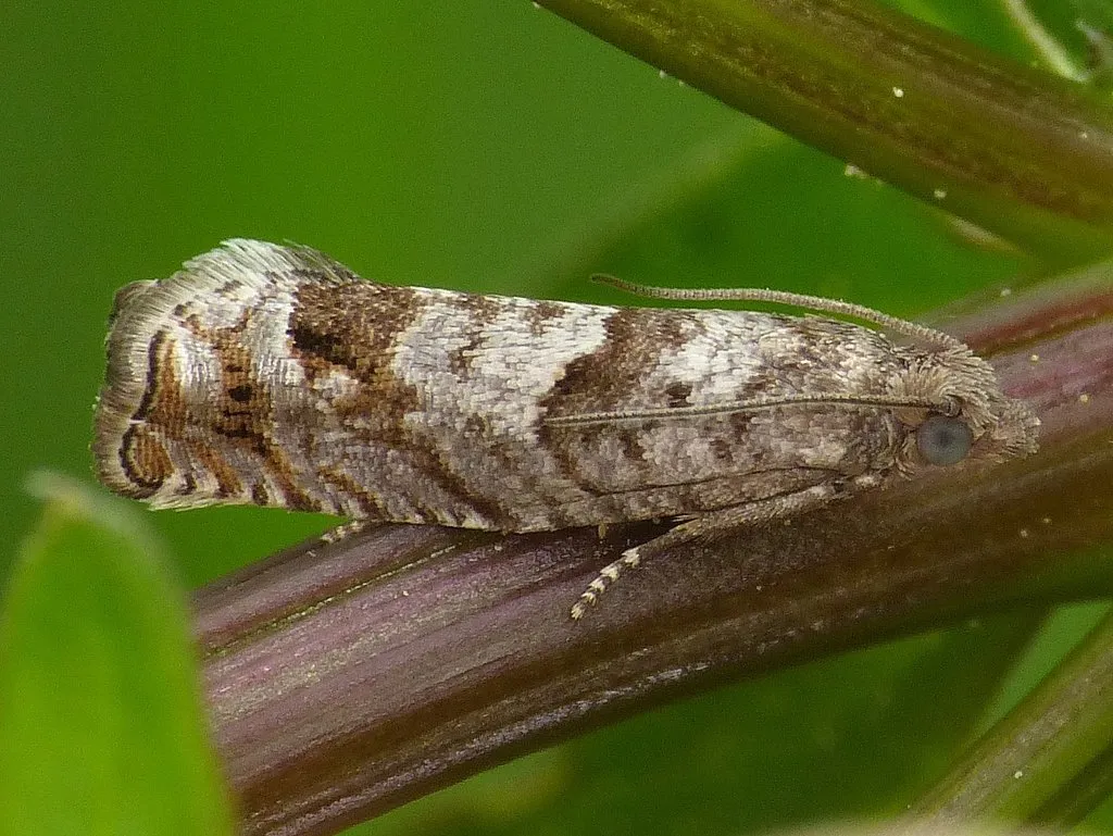 Birch Shoot Borer Moth - Hodges#3304 - photo 2