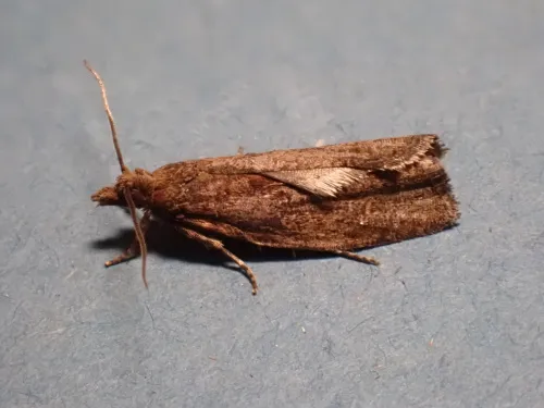 Epinotia sordidana - Epinotia sordidana