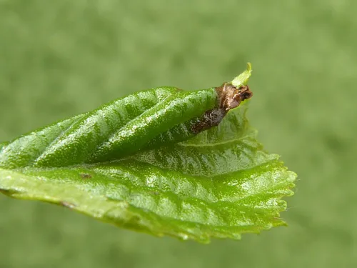 Epinotia sordidana - photo 2
