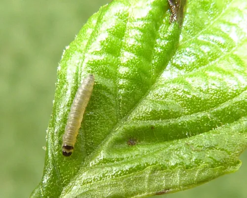 Epinotia sordidana - photo 3