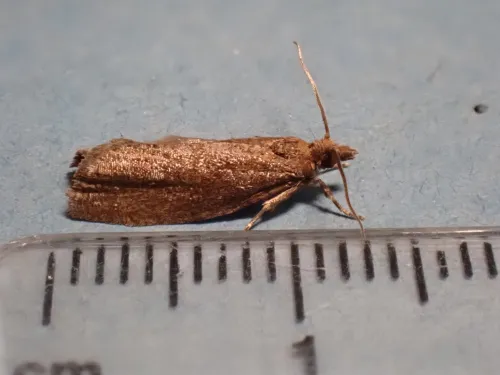 Epinotia sordidana - photo 5