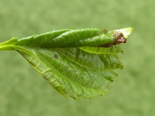 Epinotia sordidana - photo 6