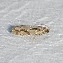 Black Dash Epinotia Moth - Hodges#3291.1 - photo 2