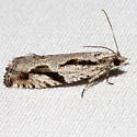 Black Dash Epinotia Moth - Hodges#3291.1 - photo 3