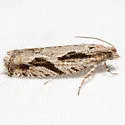 Black Dash Epinotia Moth - Hodges#3291.1 - photo 4