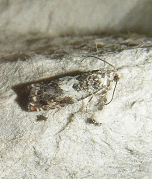 Epinotia subocellana - photo 2
