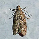 Epinotia subviridis - Hodges#3298 - Epinotia subviridis