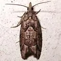 Epinotia subviridis - Hodges#3298 - photo 4