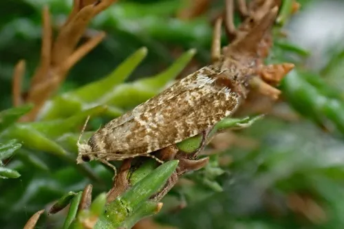 Epinotia tedella - photo 2