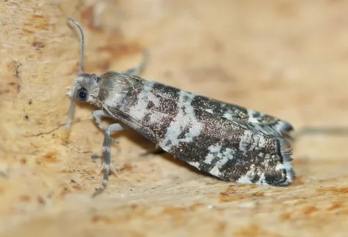 Epinotia tedella - photo 3