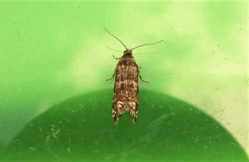 Epinotia tedella - photo 4