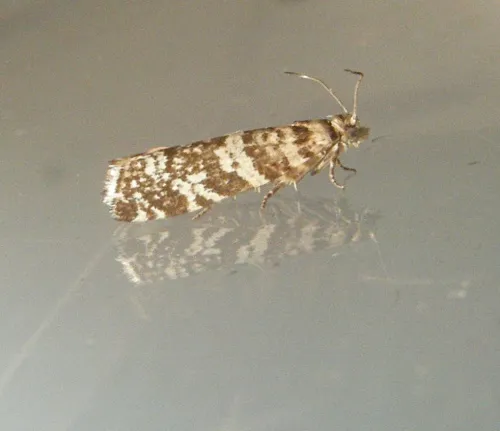 Epinotia tedella - photo 5