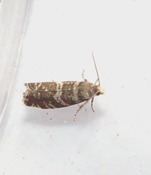 Epinotia tedella - photo 6