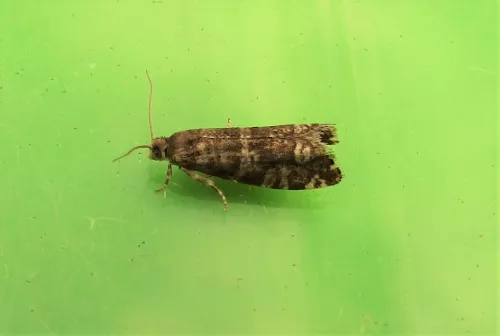 Epinotia tedella - photo 7