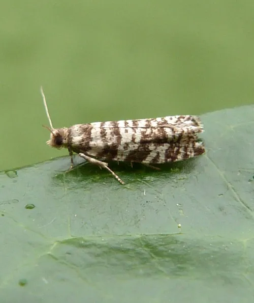 Epinotia tedella - photo 8