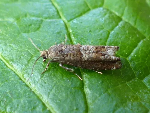 Epinotia tetraquetrana - Epinotia tetraquetrana