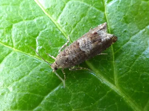 Epinotia tetraquetrana - photo 2