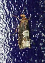 Birch Epinotia - Hodges#3280 - Epinotia trigonella
