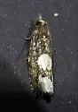 Birch Epinotia - Hodges#3280 - photo 4