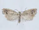 Epinotia trossulana - Hodges#3352 - photo 2