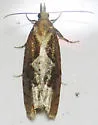 Epinotia vagana - Hodges#3348 - Epinotia vagana