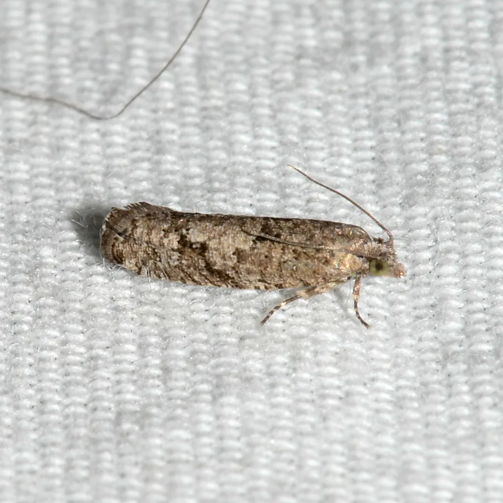 Epinotia vertumnana - Hodges#3292 - photo 2