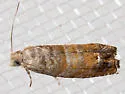 Epinotia wrighti - Hodges#3340.1