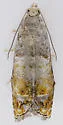 Epinotia wrighti - Hodges#3340.1 - photo 3
