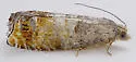 Epinotia wrighti - Hodges#3340.1 - photo 4