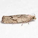 Epinotia xandana - Hodges#3295 - photo 2