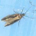 Epinotia zandana - Hodges#3294