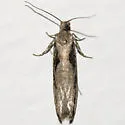 Epinotia zandana - Hodges#3294 - photo 2