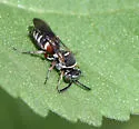 Epinysson bellus